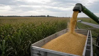 Corn Futures Analysis: Weather Risks and Global Demand Keep Prices in Focus